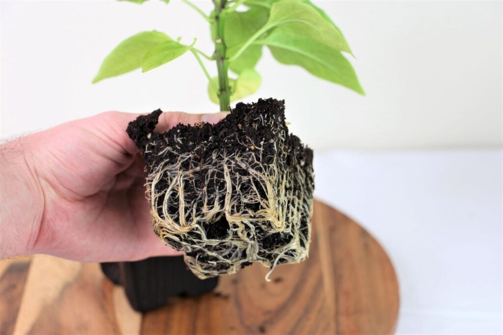 root bound seedling