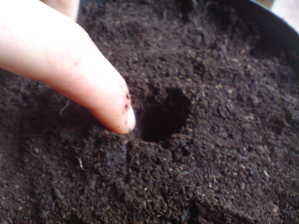 seed planting depth