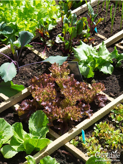 square foot gardening