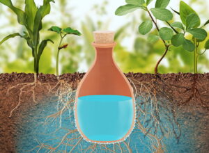 clay pot irrigation