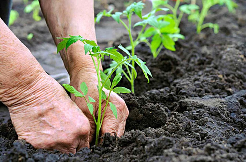 benefits of gardening