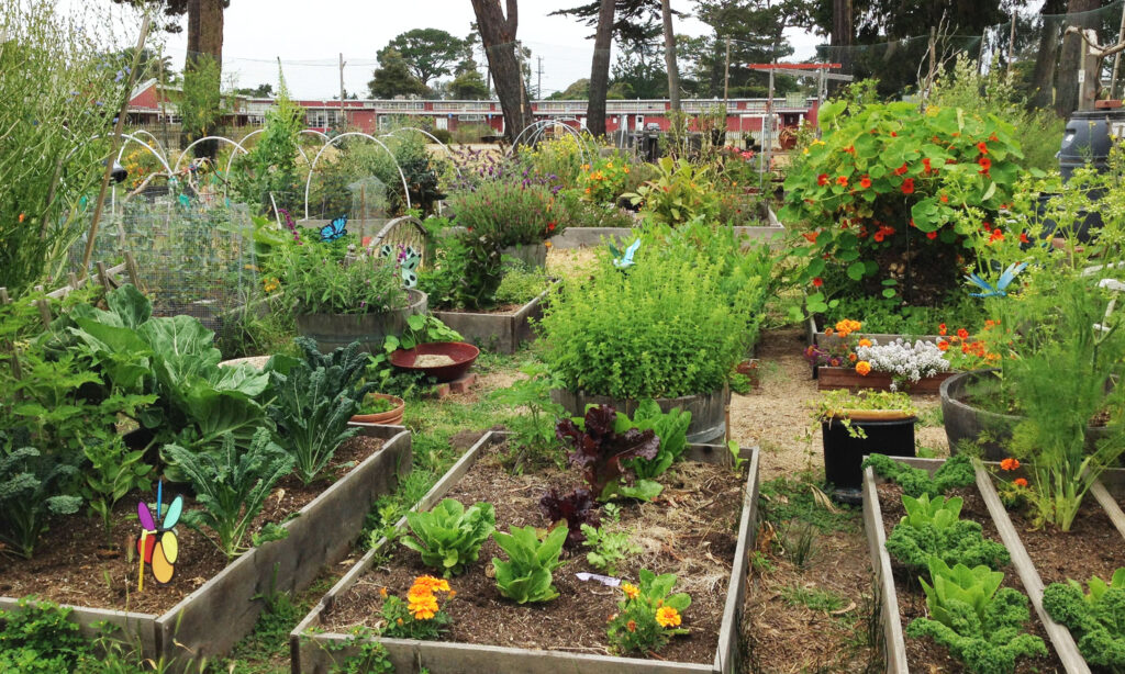 Cultivating Joy: How urban gardening can transform your quality of life.