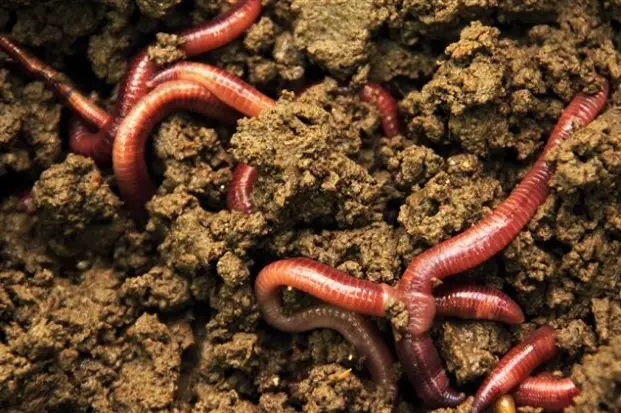 vermiculture