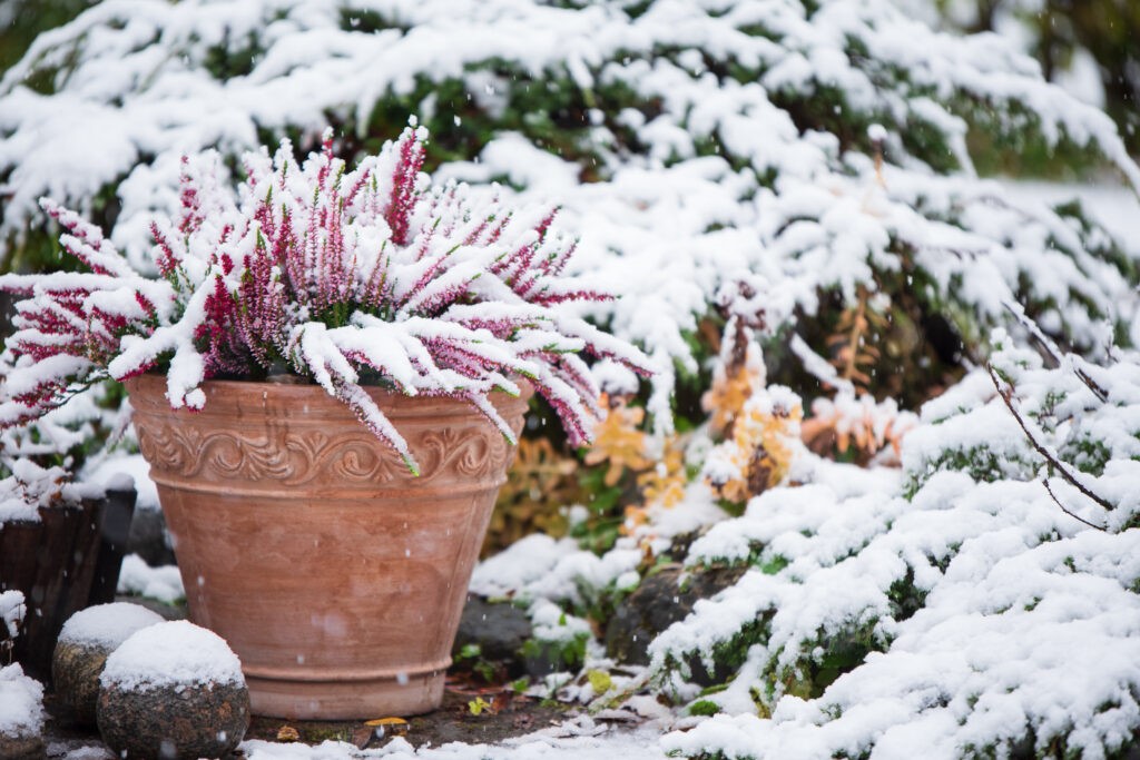 Indoor Winter Garden