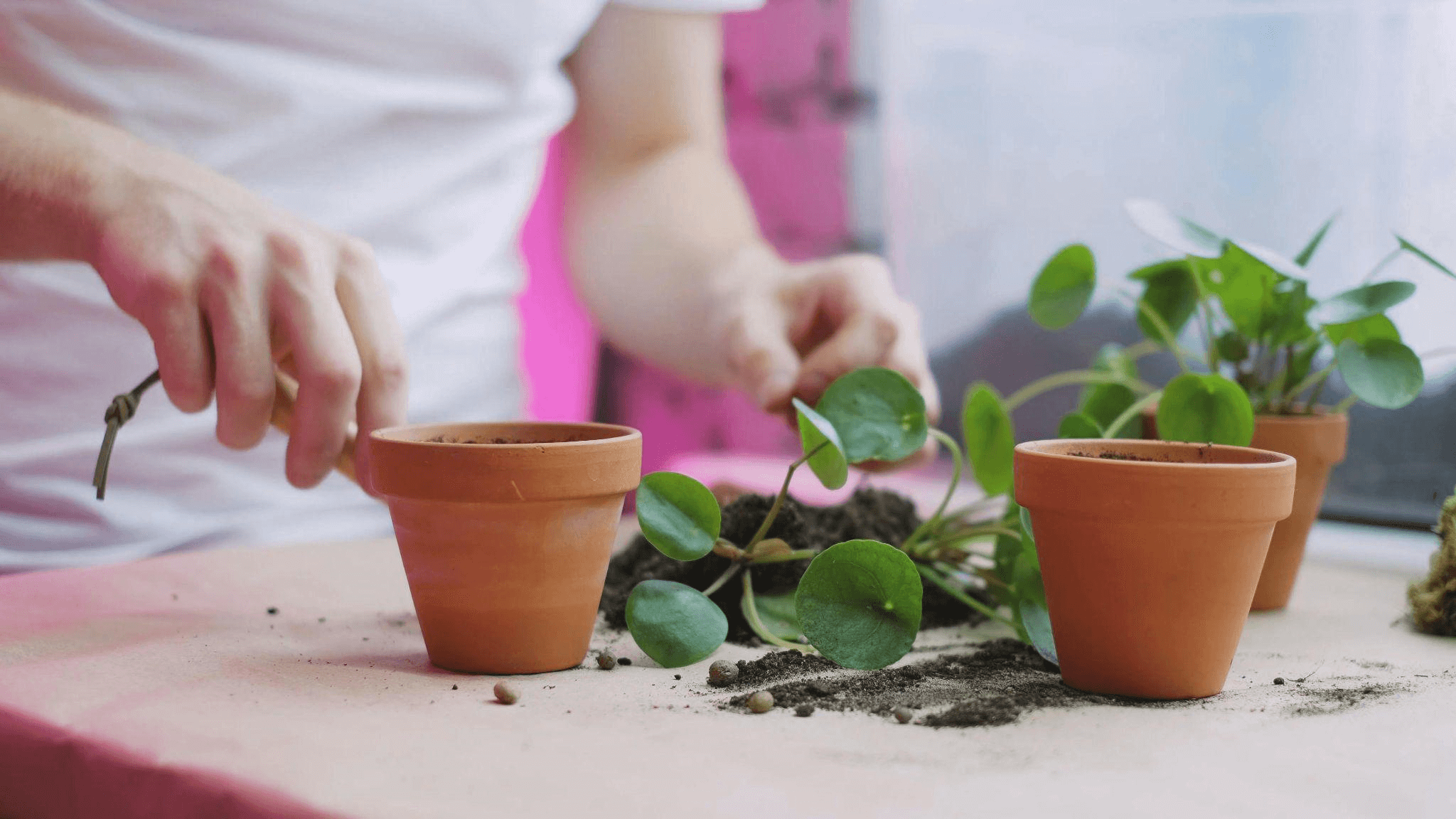 Transplant the Plant